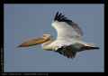 Розовый пеликан фото (Pelecanus onocrotalus) - изображение №138 onbird.ru.<br>Источник: enfo.agt.bme.hu